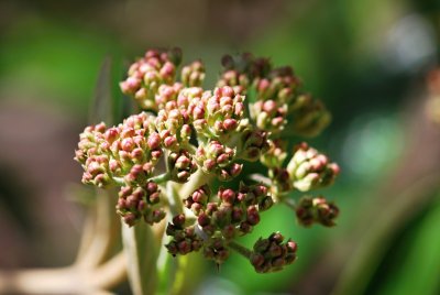 Viburnum x pragense - kalina pražská - květenství (1)
